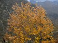 AIG_DIBONA_0035